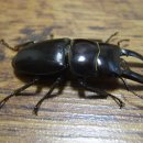 수레의산자연휴양림 이미지