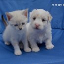 펫앤쉘터동물병원