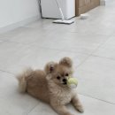 몽보드레 이미지