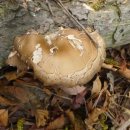 고성, 숙 이미지