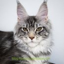 티피쿤(TIPPYCOON) 이미지