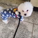 보드랍개 네이버블로그