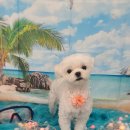 펫 살롱 파밀리에 이미지