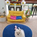 업 독 라이프 이미지