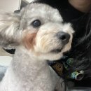 뉴데이 반려견 미용실 이미지
