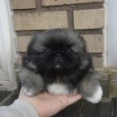 펠리체 페키니즈 이미지