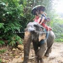 코끼리헤어 | 코사무이 시티투어, 코끼리 트랙킹, 아로마 마사지 / 허니문 3일차