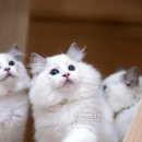 블루랙돌 이미지