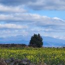 제주무릉도원집 이미지