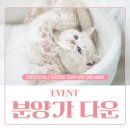 광주 고양이 분양 냥블리 광주점 이미지