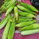 광성 농장 이미지