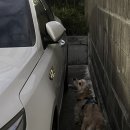 (주)대웅펫 이미지