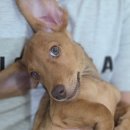 똥꼬 발랄 펫샵 이미지