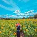 율북3리마을회관 | 대구구미근교 칠곡 왜관 포남3리 신상 해바라기밭 방문후기 (6월 21일)