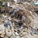 동부초등학교 율포분교 이미지