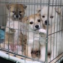 여수동물병원 이미지