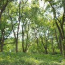 중앙로 메타세콰이아길 이미지