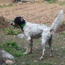 땡칠이네 이미지