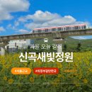 하남초(해바라기공원1) | 신곡새빛정원 주차장 의정부 해바라기 가을 가볼만한곳