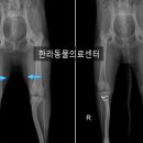 한라동물의료센터 네이버블로그