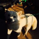 순수진돗개 이미지