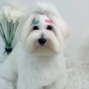 단비네펫살롱 이미지