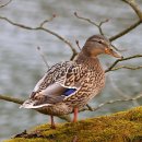 오리&오리 앞 이미지