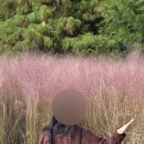 단풍꽈배기 | 화담숲 단풍 실시간 후기 : 포토존 지각 주차까지 총정리