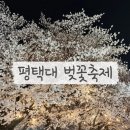 GS25 평택수신제가점 | 평택대학교 벚꽃축제 4/3 첫날 다녀온 후기 &amp; 꿀팁 [푸드트럭,놀이기구,주차]