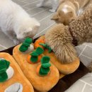 애니멀하우스 이미지