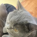 고양이 행복구역 이미지