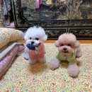 김부자댁 둘째딸 이미지