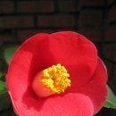 동백아가씨 이미지