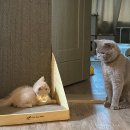 연막섬광 이사하다!(고양이랑 이사하기 tip,준비물)주의할점,스트레스