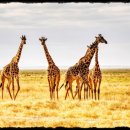 기린에너지 이미지