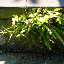 장미길코스 이미지