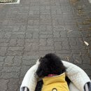 올 마이 펫 | 일산 킨텍스 마이펫페어 후기 첫째날 산책하듯 다녀온 강아지 박람회