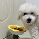 귀여운 강아지밥그릇 후기 :: 플루밍 세라믹 식기 추천하는 이유