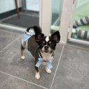 사개절 펫살롱 이미지