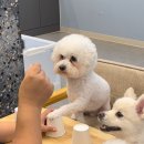 오마이멍멍 이미지