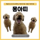 해이당 부산애견호텔 강아지유치원 반려견미용 목욕 교육 훈련 | [부산/해운대] 몽아띠, 24시간 해운대 애견유치원 애견미용 애견호텔 얼굴컷후기