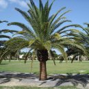 카나리아섬 대추야자 [Canary Island date palm (Phoenix canariensis)] 이미지