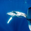 고래천국 이미지