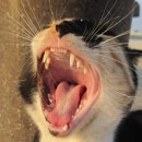 보듬동물병원 이미지