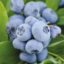 남부농원 이미지