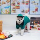 솜솜 애견미용 이미지