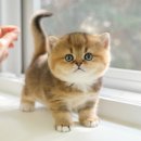 아이사랑매점(블루25) | 함평고양이분양 사랑을 듬뿍 받는 러시안블루