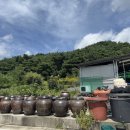 심원첫집 | 남원 산채정식맛집 심원첫집 가족식사 추천식당 내돈내산 솔직후기