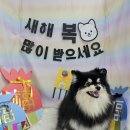 희희퍼피 이미지