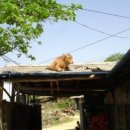 못된송아지 이미지